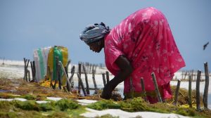 Beekeepers and seaweed farmers bring entrepreneurial flair to climate adaptation