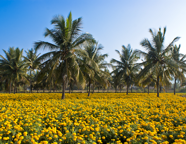 Nine solutions to the food-forests-fuel trilemma