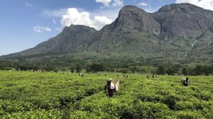 In Malawi, climate science helps tea farmers plan their future