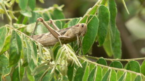 Locusts lay eggs as plague worsens in Horn of Africa, UN warns