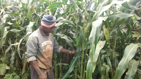 Malawi’s farmers grow crops with 'magic liquid' fertiliser