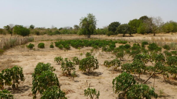 Online climate tool to support West African agricultural planning goes live