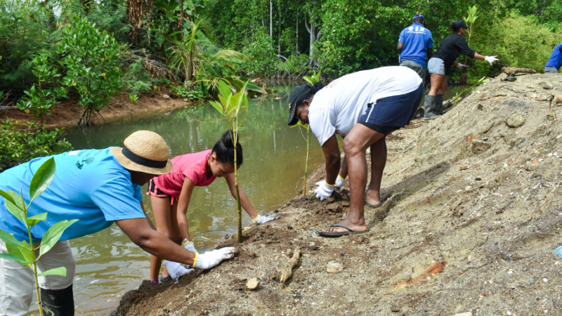 Ecosystem-based adaptation project reduces flood risk in Seychelles - Climate Home