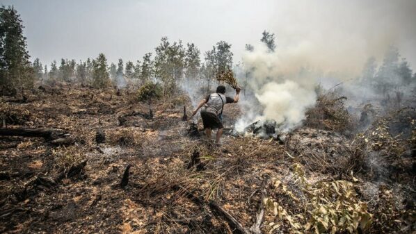 Forest destruction spiked in Indonesia during coronavirus lockdown