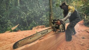 DR Congo campaigners take minister to court over illegal logging rights claims