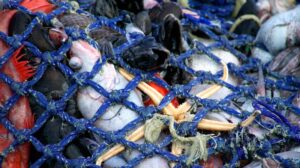EU plans restrictions on climate-wrecking fishing method