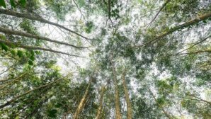 US, UK and Norway launch $1bn initiative to protect tropical forests