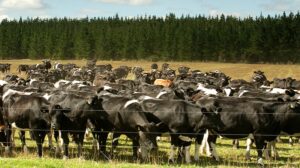 New Zealand climate plan criticised over 'cow-shaped hole'