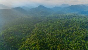 Norway pays Gabon $17m for forest protection despite deforestation spike