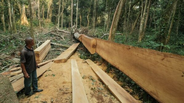 DR Congo plans to lift logging moratorium amid forest protection talks