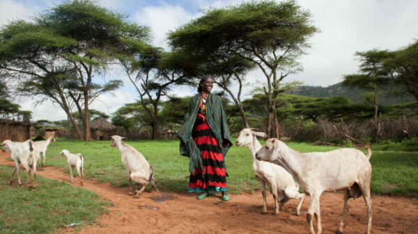 What does pastoralism have to do with climate change?