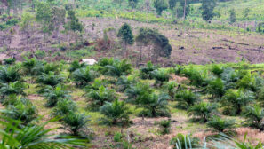 Countries failing to protect forests, 7 years after New York declaration