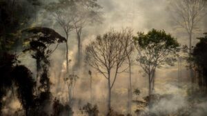 Donor nations commit $1.7bn to help indigenous people protect forests