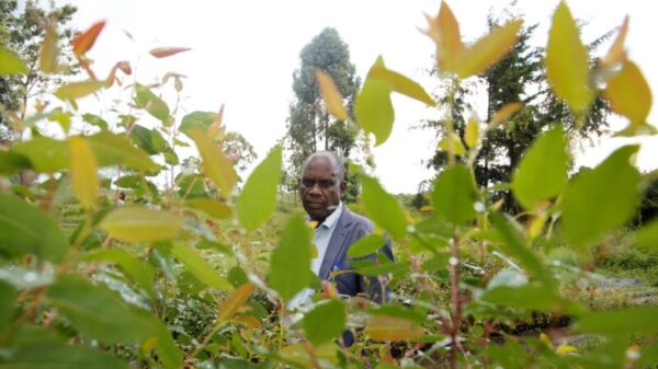 Kenyan forest communities sidelined as government misses two billion tree target