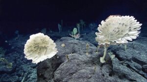 A rush to mine the deep ocean has environmentalists worried