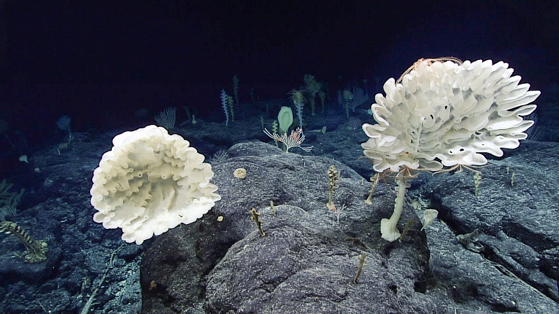 deep sea plants