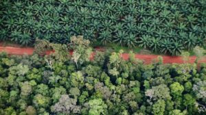 Hackers throw Indonesian palm oil seminar into chaos, fuelling blame game