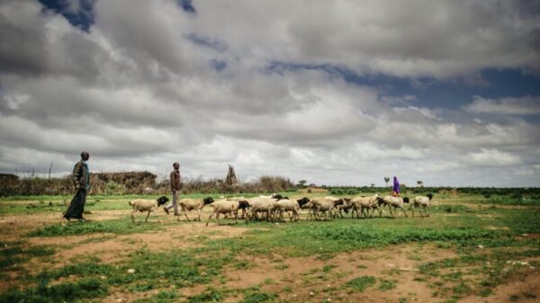 Innovation, pastoralism and climate change in Africa’s drylands
