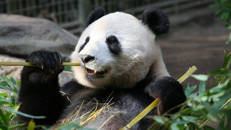 Great panda. Корейская Панда. Панда огурец. Панда Пятигорск фото. Волокно Панда.