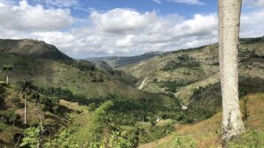US-funded trees 'not likely to survive' in Haiti when project ends