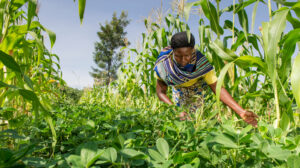 Africa food crisis: Bill Gates and smallholders see different solutions