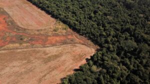Destruction of Brazil's Cerrado savanna soars for third year in a row
