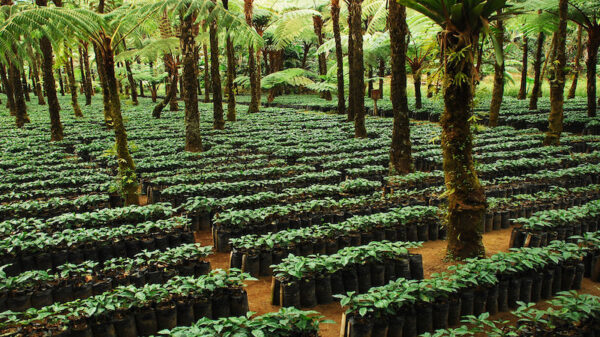 Coffee farm Guatemala