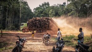 Indonesian biomass causes forest loss and starvation in Papua