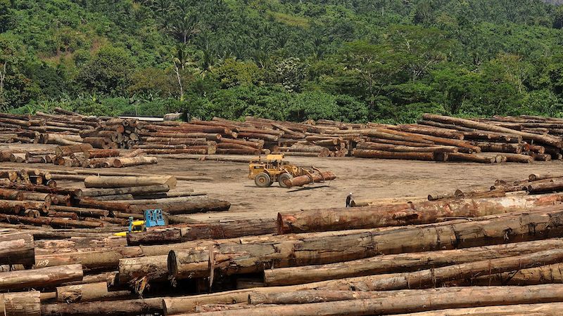 FSC’s rehab scheme for forest destroyers under fire after fresh allegations thumbnail