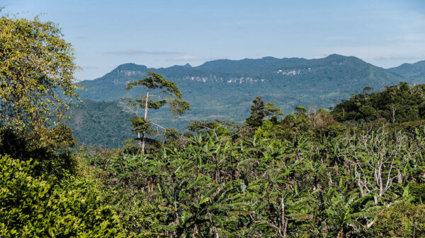 Trees and the Bosawas Reserve in Nicaragua. UN climate fund suspends project in the country over human rights concerns