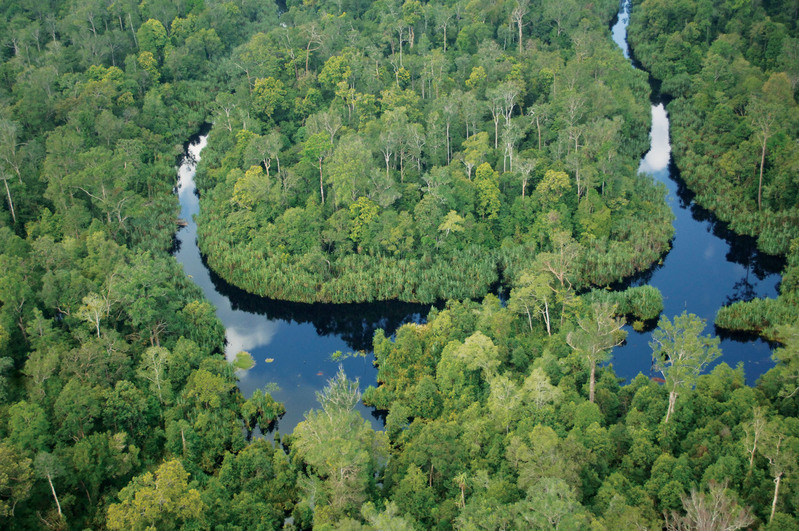 A peatland forest seen from above with a river serpenting through