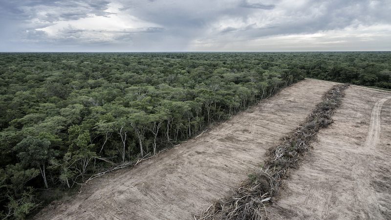 Amazon Nations Unite in Criticism of EU Deforestation Rules
