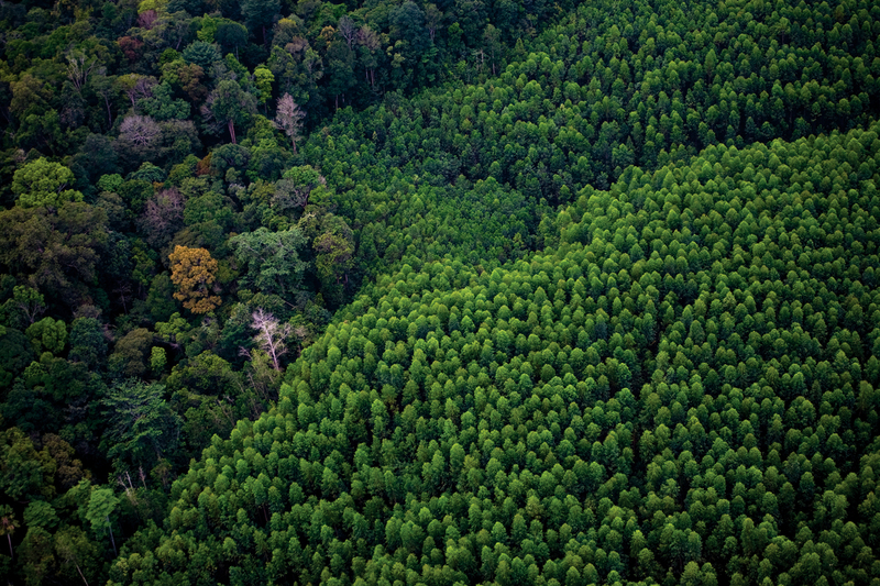 Como as plantações de eucalipto em Portugal desempenham um papel nos incêndios florestais