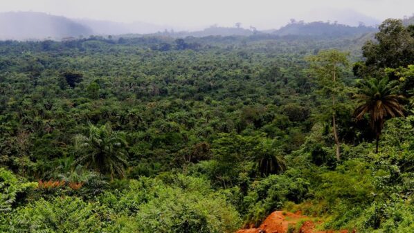 forest liberia carbon credits uae. Italian fugitive is advising Emirati start-up Blue Carbon