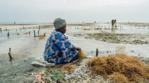 a seaweed farmer in Tanzania