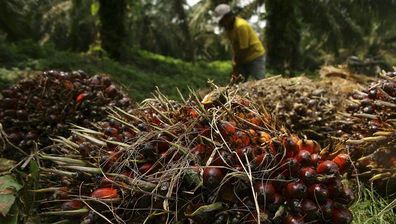 Indonesia berjanji untuk memperbaiki perusahaan kelapa sawit yang beroperasi di hutan
