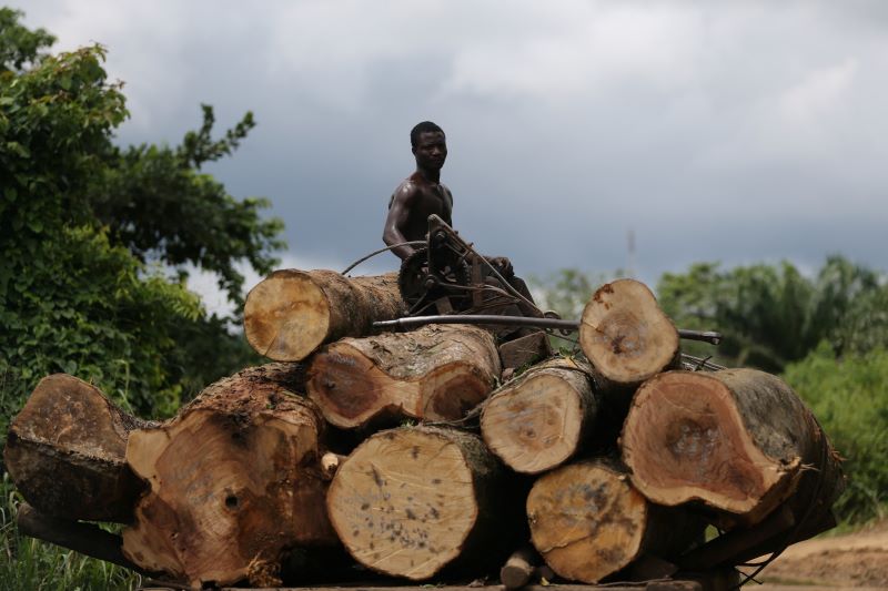 Nigeria's path to net zero needs include trees - and fairness