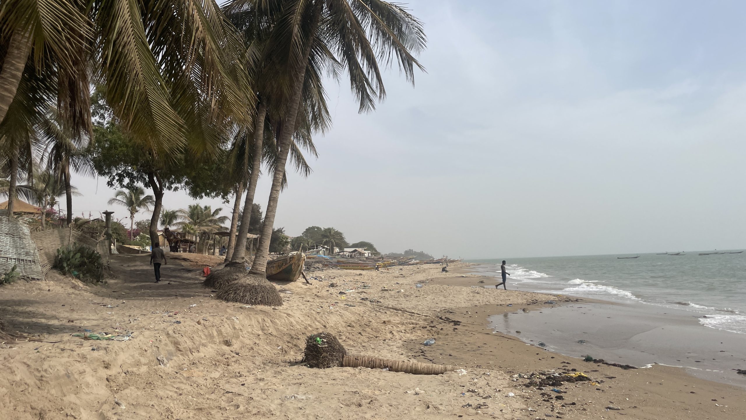 Palm tree roots are exposed due to coastal erosion in Mbour beach, Senegal, as climate change worsens impacts.