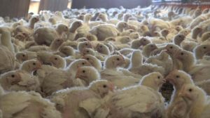 A chicken farm in Switzerland. The World Bank tip toed into the meat emissions debate.