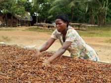 A woman places her hands in a row of drying cocoa beans