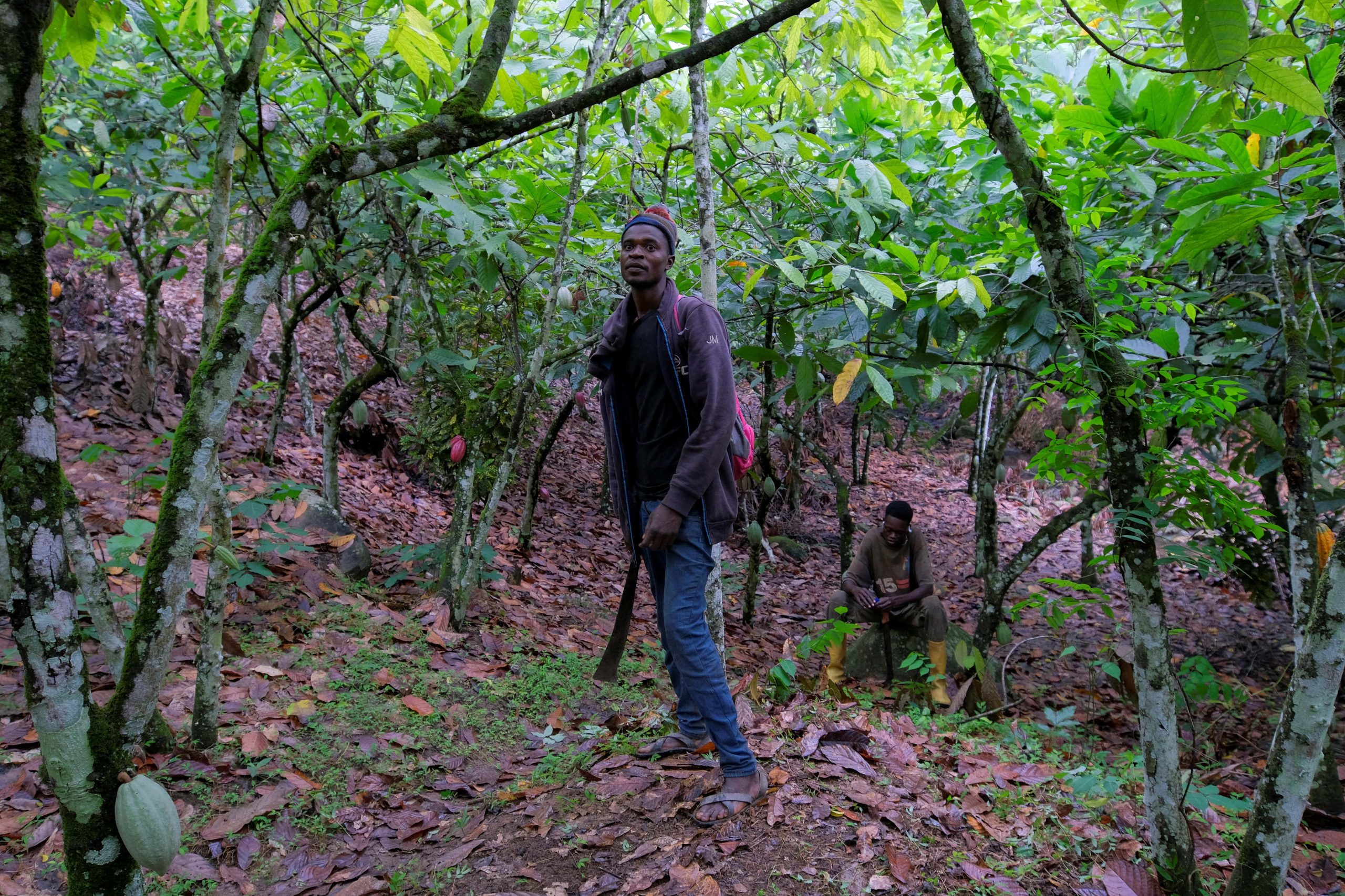 Boamah Sonkaa, a cocoa farmer, visits his cocoa farm near the village of Kusa, in the Ashanti region of Ghana, August 27, 2022.