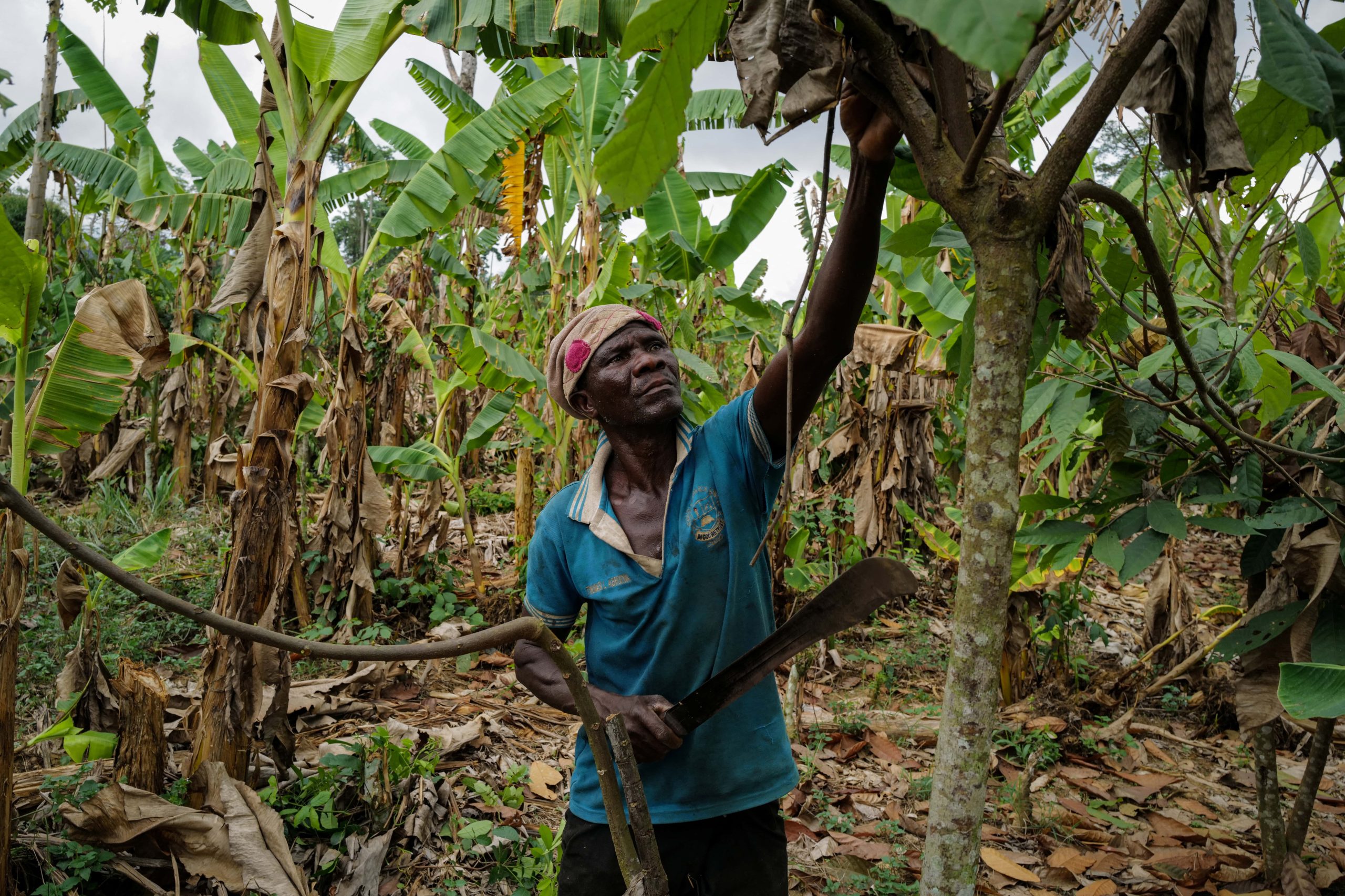 Mahama Ousmanu, 58, a farmer, works on a rehabilitated cocoa farm in Kwabeng in the Eastern Region, Ghana, February 28, 2024.