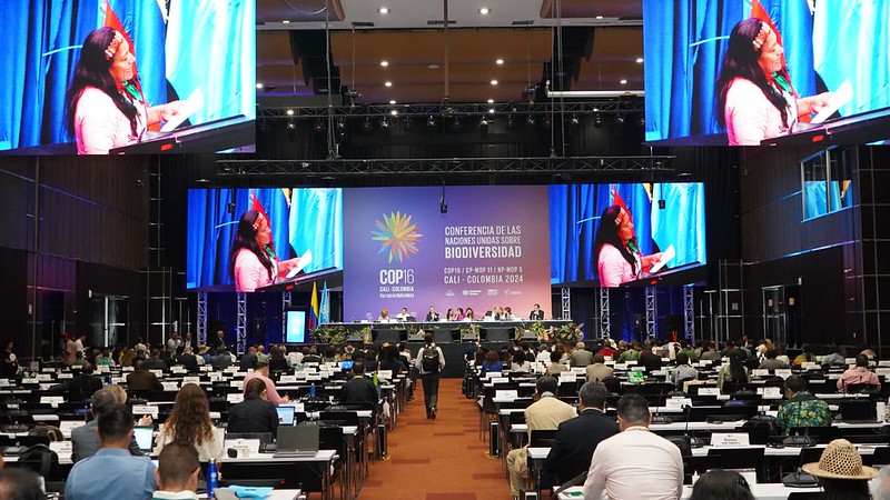 An indigenous activist giving a speech to the COP16 main plenary in Cali, Colombia.