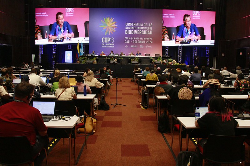 A view of the COP16 plenary in Cali, Colombia. (Photo: UN biodiversity)