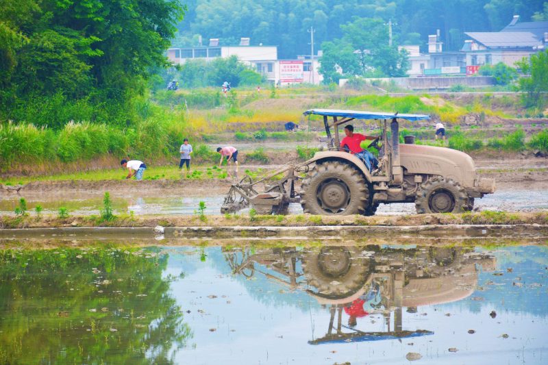 Farmers till rice fields and transplant rice seedlings in Anqing city, Anhui province, China, June 4, 2023. In recent years, Anqing has been increasing the planting and management of high mountain varieties of rice, improving product quality, promoting farmers' income and helping rural revitalization. 