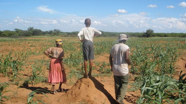 With drought-hardy cows, Botswana's NDC puts adaptation over emissions